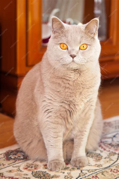 Premium Photo | Cute british shorthair cat relaxing