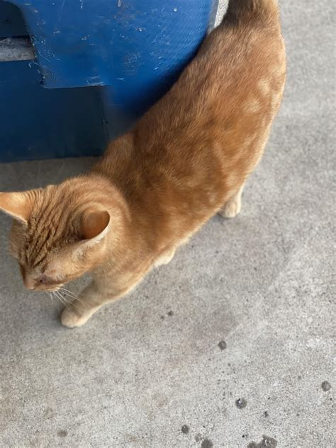 My neighbor stray cat named Milo, who I took care of since he was a