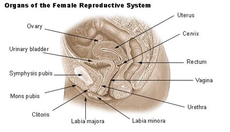 vulva structures