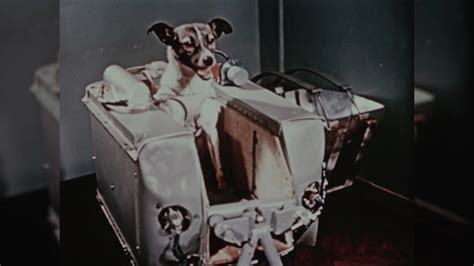 What Happened To Laika In Space The Space Dog at Irene Troyer blog