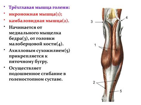 Мышцы нижних конечностей. Лекция № 12 - презентация онлайн