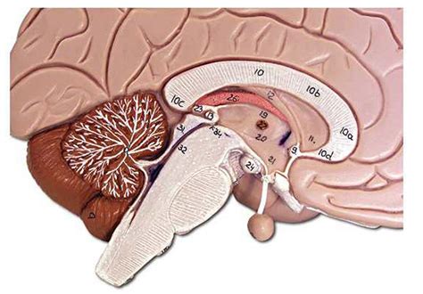 forebrain medial view diagram quizlet