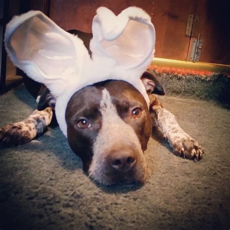 Marbles - Contest Entry #69149 - Modern Dog Magazine
