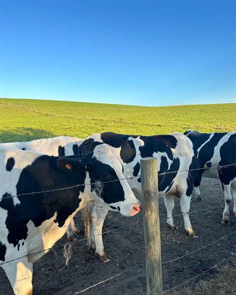 Chloe Miller (@chloeamillerr) • Instagram photos and videos