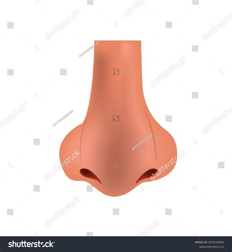 human nose simple clip art vector stock vector royalty