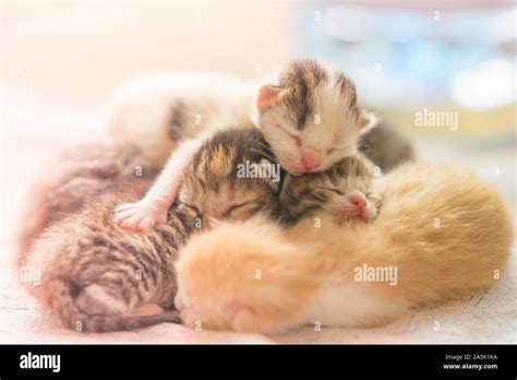 Newborn kittens sleeping, cute baby animals sleep Stock Photo - Alamy