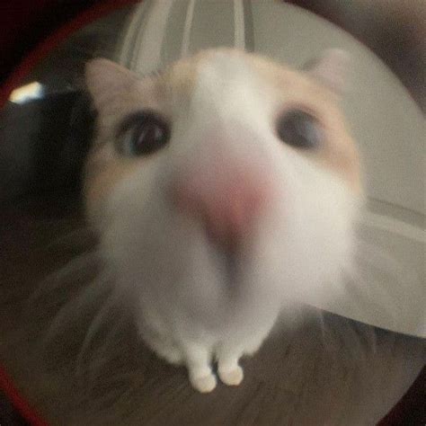 3d cat | Домашние животные юмор, Очаровательные котята, Смешные ...