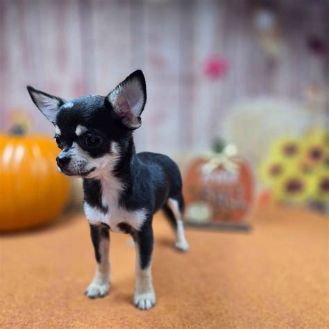 Chihuahua Puppies For Sale In Oregon