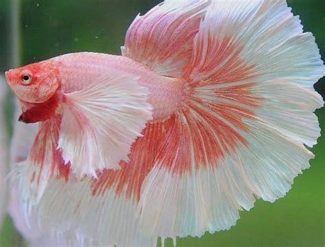 ikan cupang halfmoon