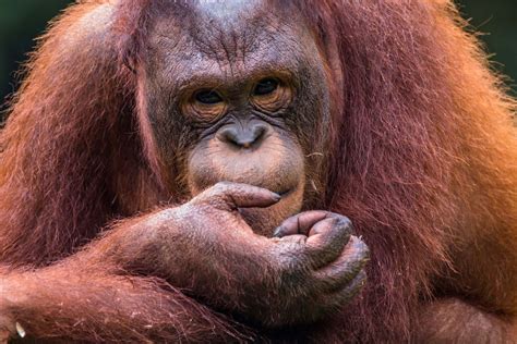 Download Orangutan Red Haired Great Apes Wallpaper | Wallpapers.com 