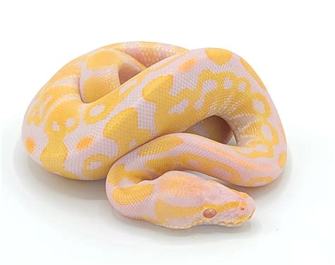 ball python