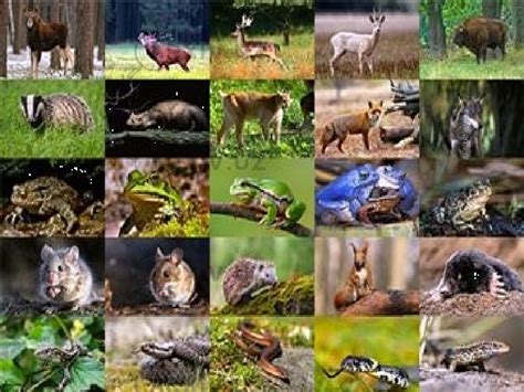 O‘zbekistonning hayvonot olami - Zoologiya - Slaydlar