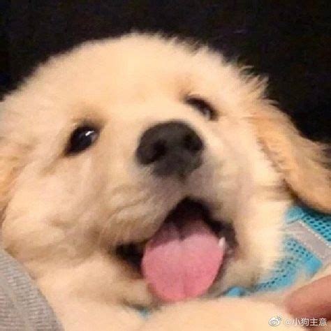 Cute Dog Pfp Aesthetic