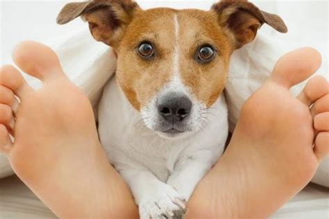 Porque Os Cachorros Lambem Os Pés Dos Donos
