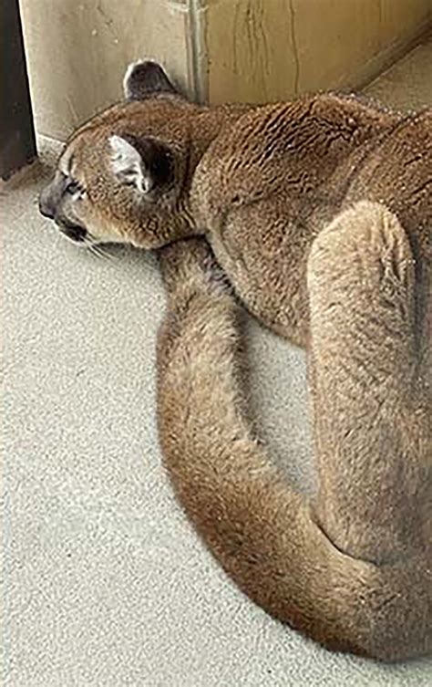 Mountain Lion Euthanized After Walking Into Lobby Of Vail Condo
