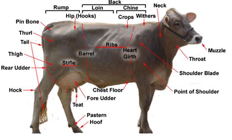 dairy learn  body parts