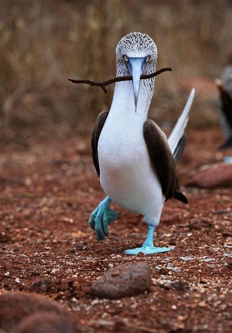 mesmerizing blue footed booby images   video   bird