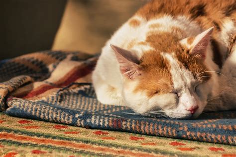 cat nap nap images pixabay