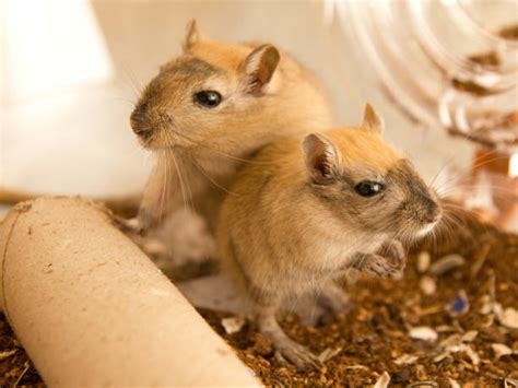 1,600+ Gerbil Stock Photos, Pictures & Royalty-Free Images - iStock