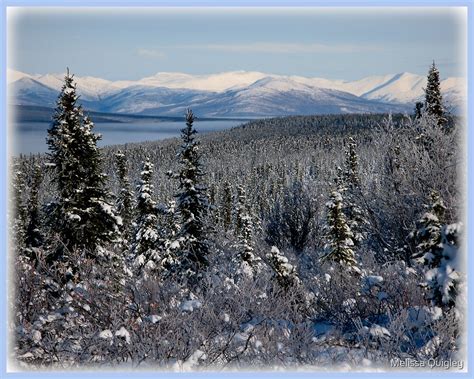 "White Mountains - Interior Alaska " by Melissa Quigley | Redbubble