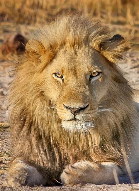 page    lion nature  pixabay