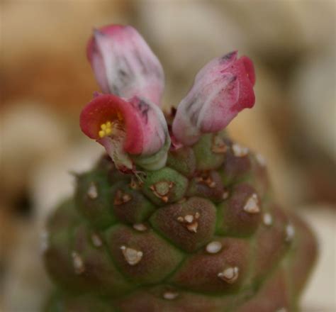Monadenium