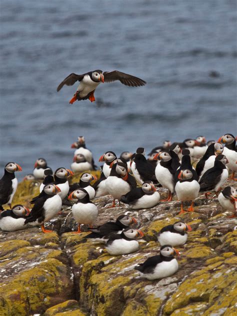 Atlantic Puffins
