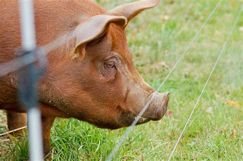 simple guide  organic pig production  pig site