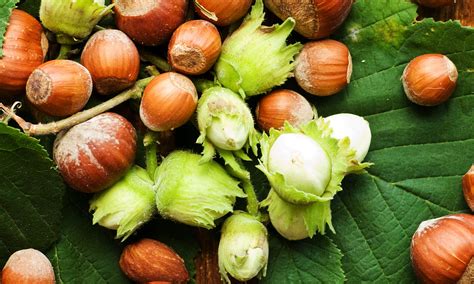 problems      hazelnut bushes hummingbird acres