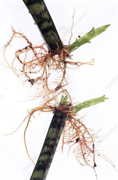 sansevieria trifasciata propagation stock image  science