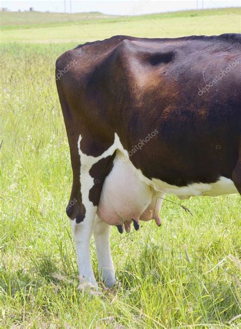 Cow udder — Stock Photo © aleksask #1597446