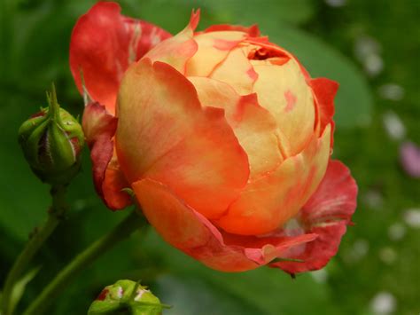 #851816 Roses, Closeup, Orange - Rare Gallery HD Wallpapers