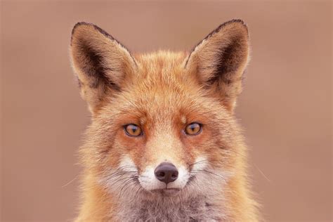 Foxy Face Series - A Fox Face Photograph by Roeselien Raimond - Pixels