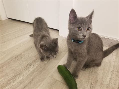 My kittens aren't afraid of cucumbers 🥒 : cats