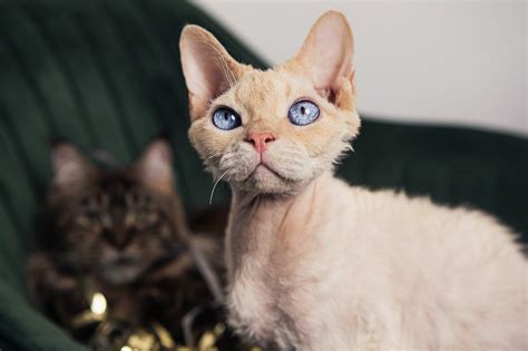 Devon rex mačke - Elegantne i neodoljive - Mačketina