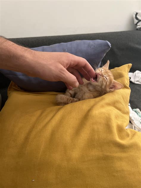 My daughters growing so fast 😿 : r/kittens