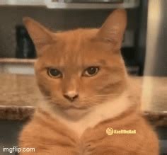 cat mewing imgflip