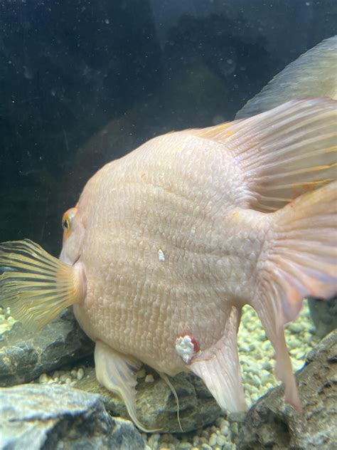 guide to parrot injured step by step 7