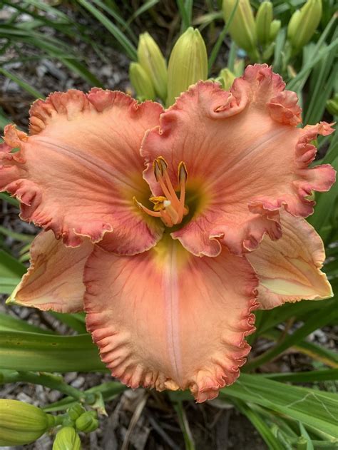 ROSE COLORED GLASSES — Blue Barn Daylilies