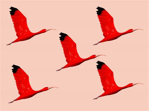 scarlet ibis  flight  images behance