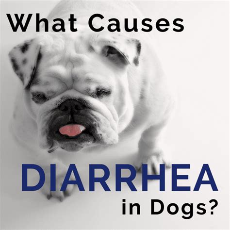 Dog Diarrhea: Causes and Treatment - PetHelpful