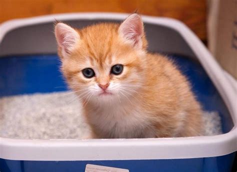 Секреты приучения кошек к чистоплотности: советы и рекомендации