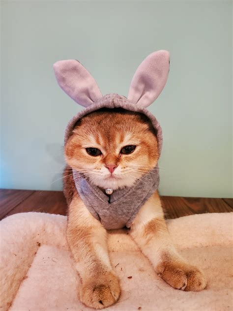Noank-Mystic Veterinary Hospital | Noank CT