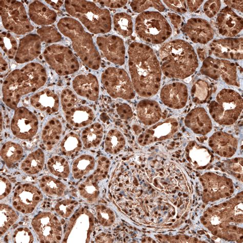 mouse monoclonal anti gapdh antibody buy  research highly