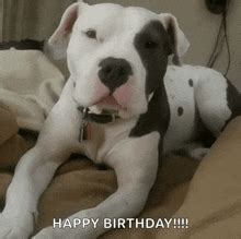Pitbull Birthday GIFs | Tenor