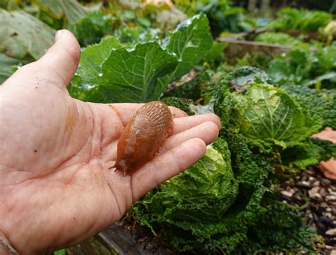Germinating Seeds Inside Banana Fruits