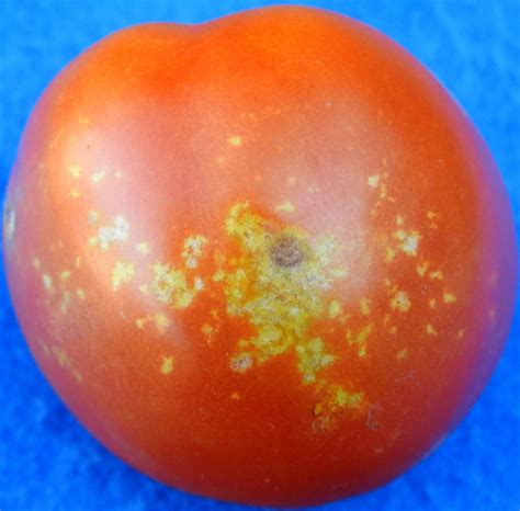Feeding injury on tomatoes caused by stink bugs | Vegetable Pathology