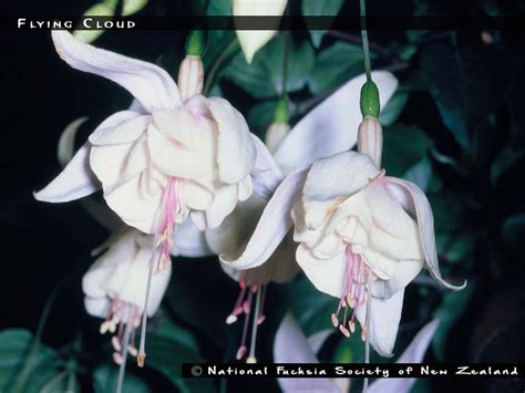 Flying Cloud - FuchsiaFinder