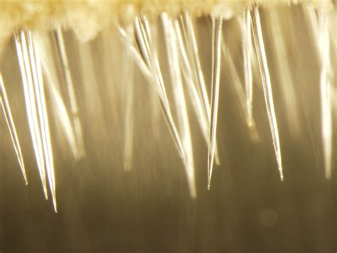 Australia’s Stinging Trees Inject A Spider-Like Venom That Causes Agony ...