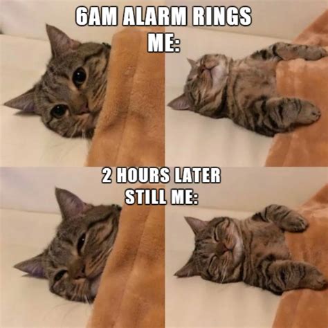100 Funniest Cat Memes Ever